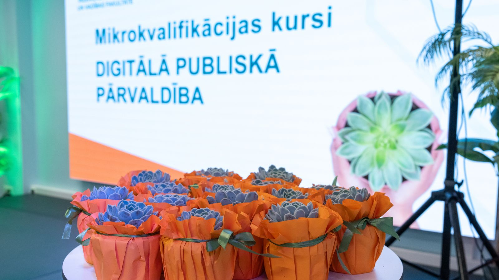 Ilustratīvs attēls - apsveikumi absolventiem - oranži puķu podiņi